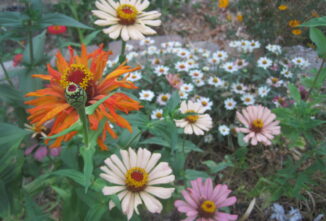 The Best Flowers for a Cutting Garden